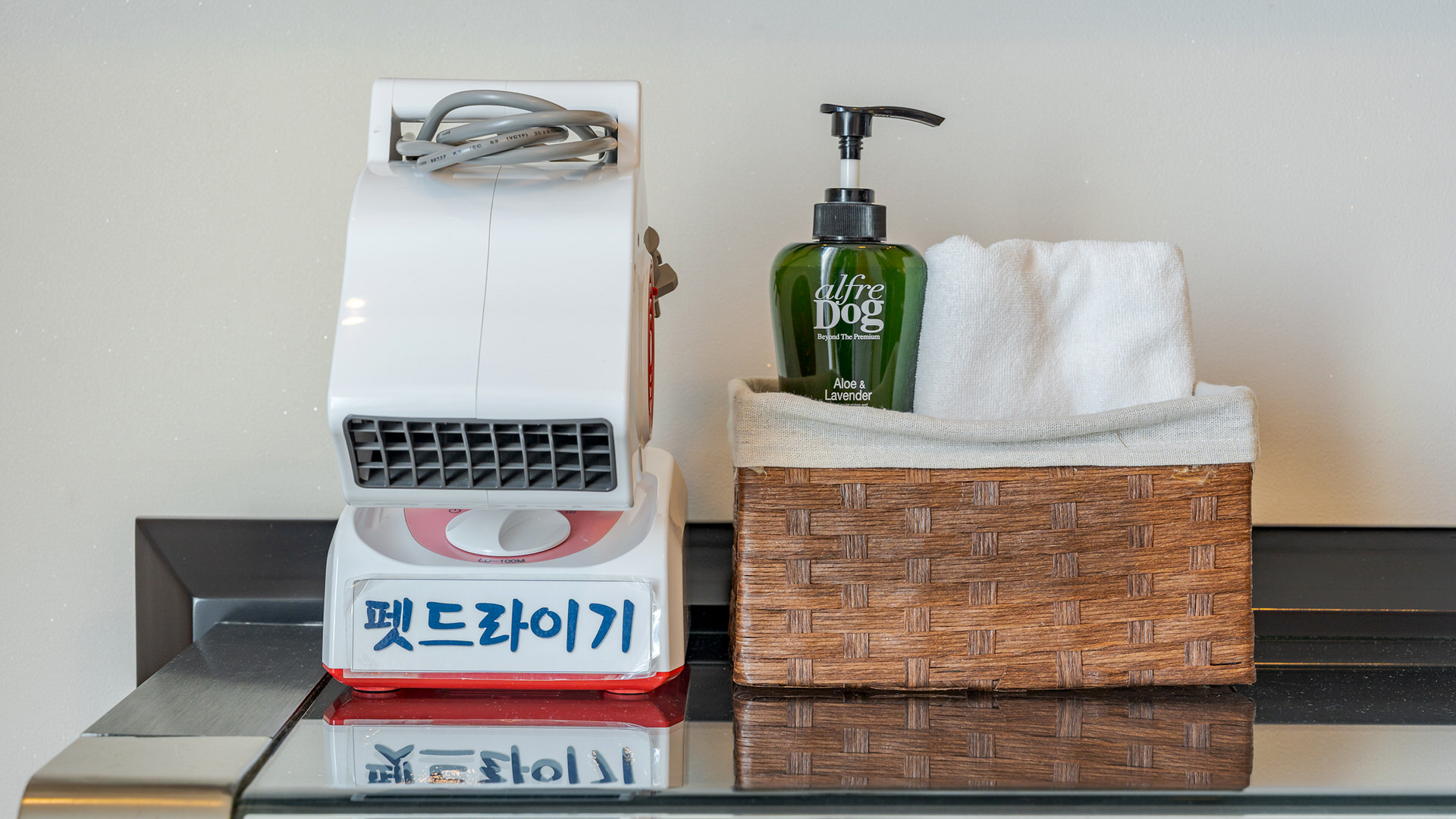 반려견과 함께하는 시간 — 양양 몬띠